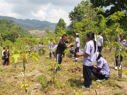 Tree planting in Thailand