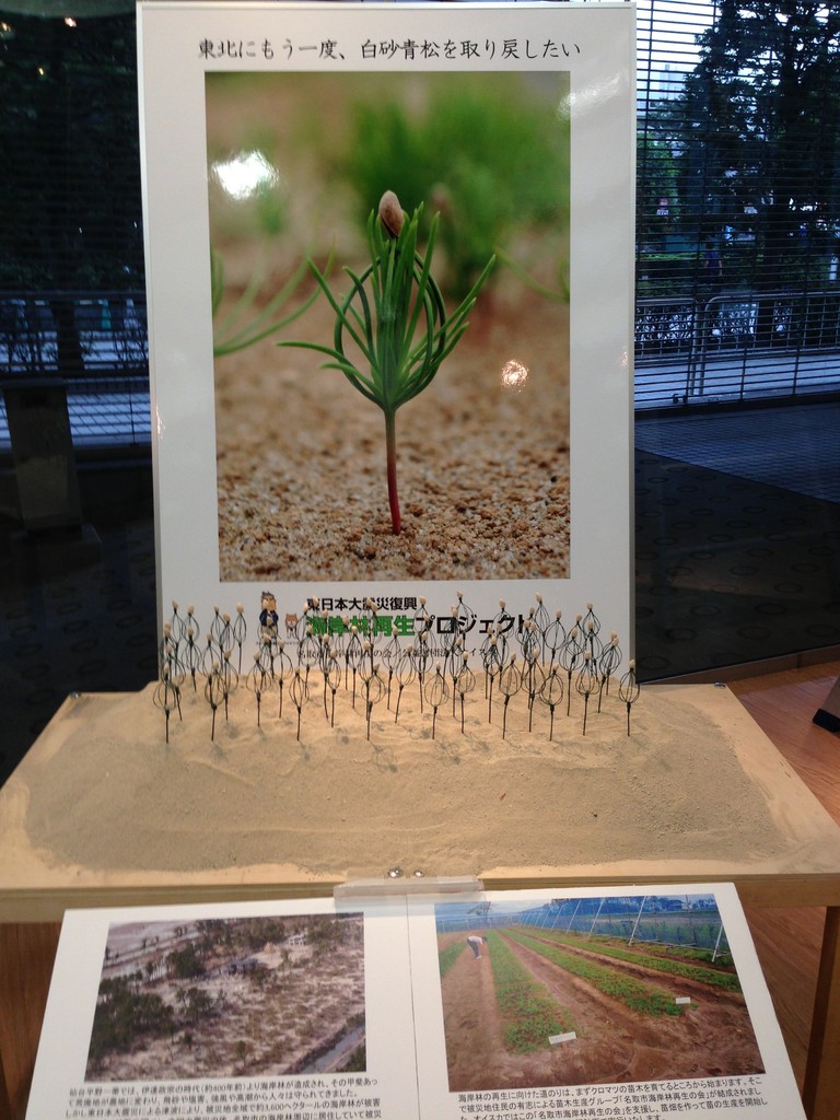 models of Japanese black pine sprout