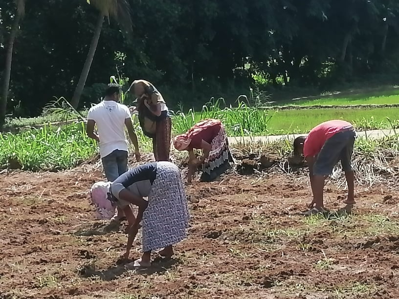 Some residents start to work on community garden to grow vegetables together