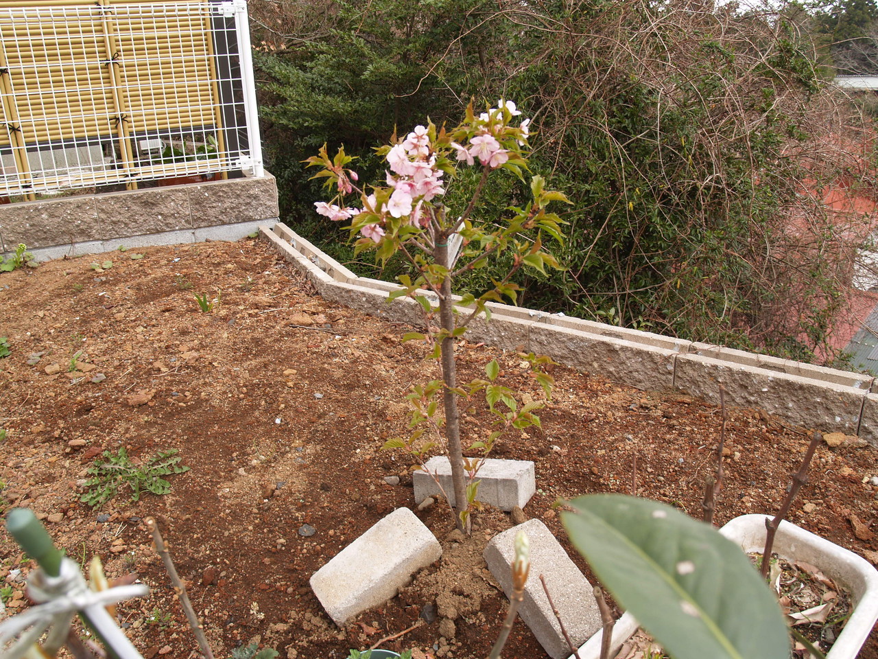河津桜を植えました（H24.3月）