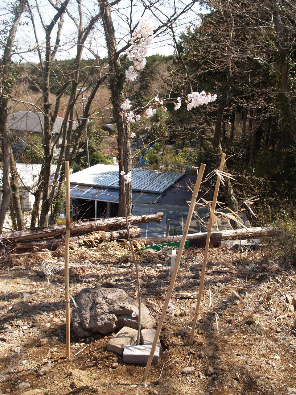 上のドッグラン敷地にはソメイヨシノを植えました。満開です！（H24.3月26日）
