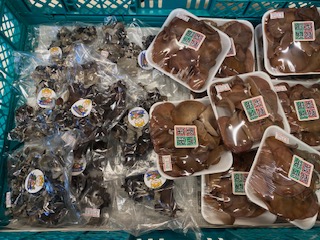 キクラゲ販売はじめました