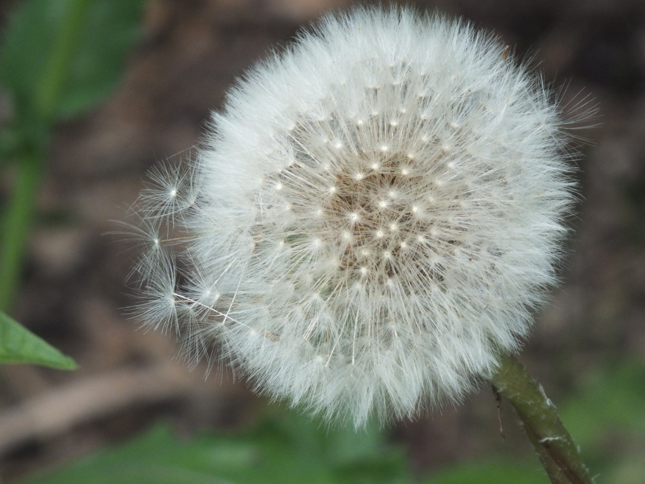 Löwenzahn ("Pusteblume"): Taraxacum