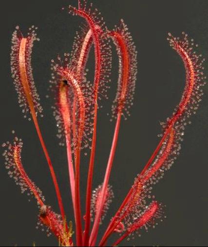 Росянка capensis. Red form. Бегония chlorosticta red. Кактус гимнокалициум дамси. Бегония pteridiformis red form.
