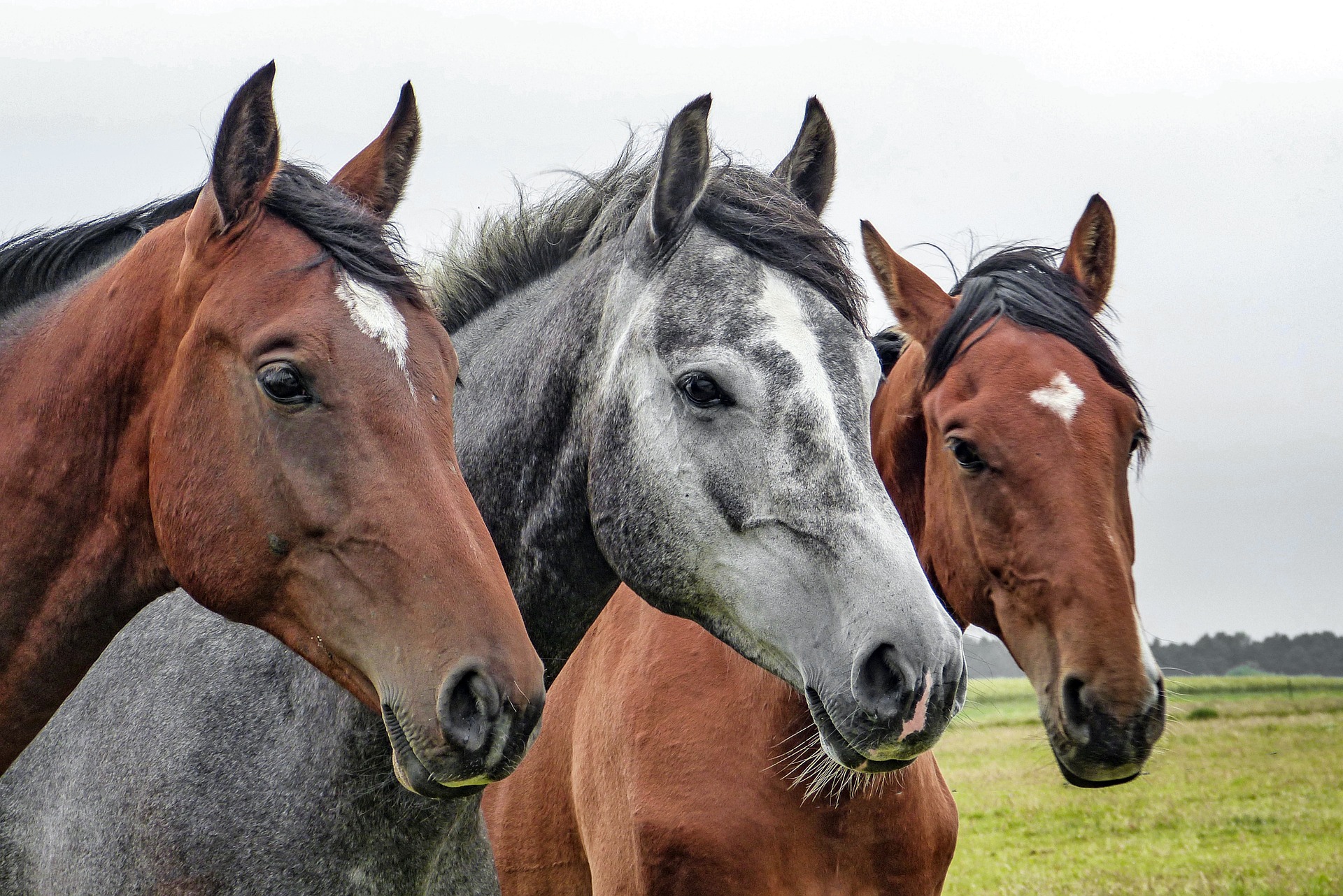 Erziehung: Wie lernen Pferde?