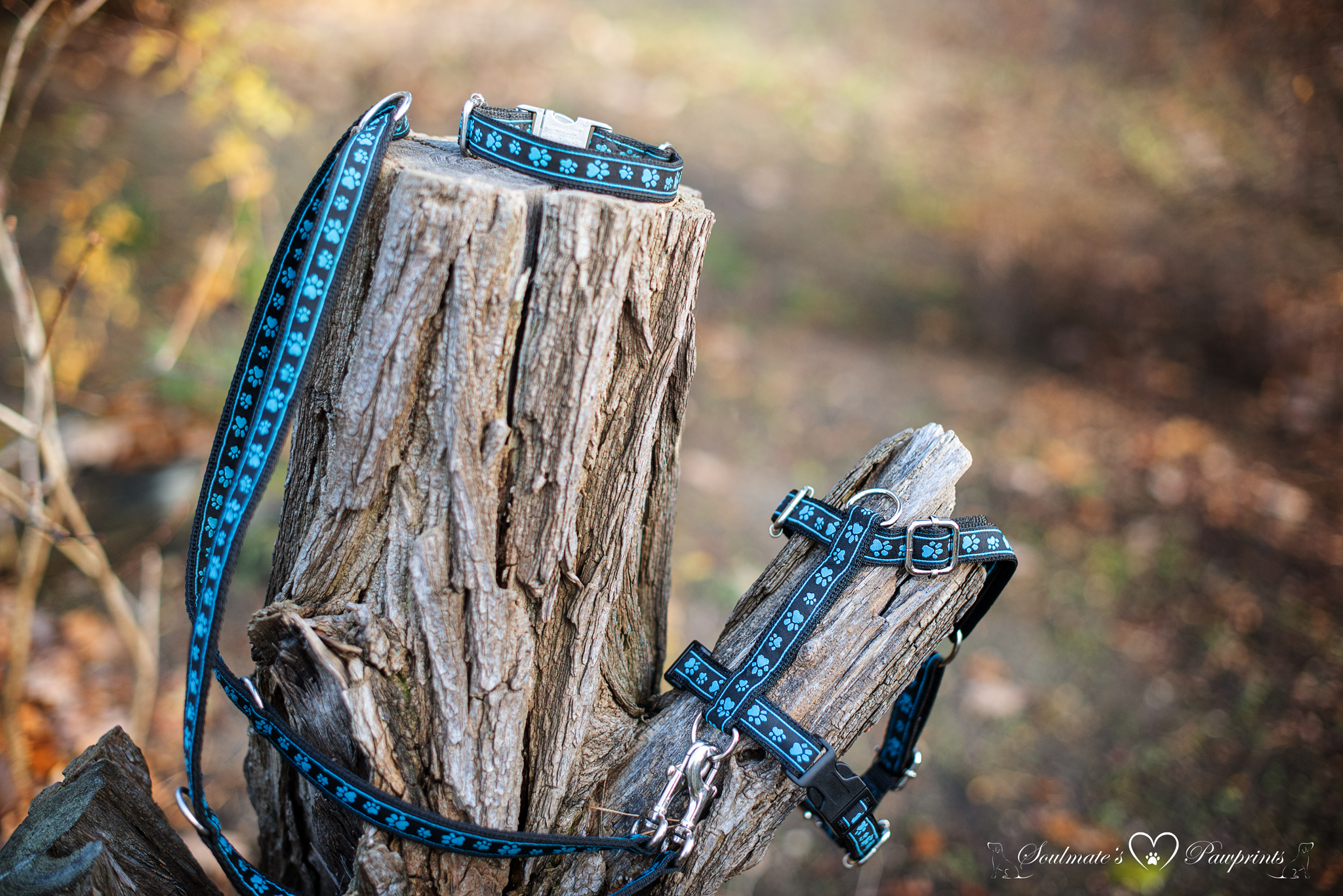 Geschirr, Leine oder Halsband
