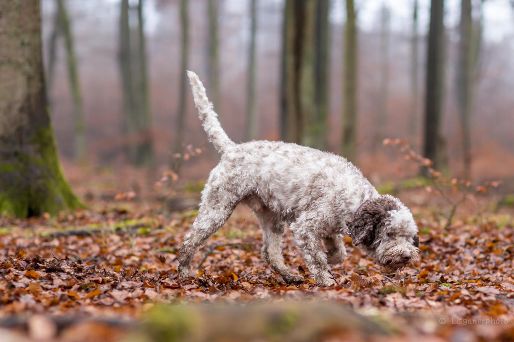 Warum Nasenarbeit? Nasenarbeit für Hunde, Nosey Dogs