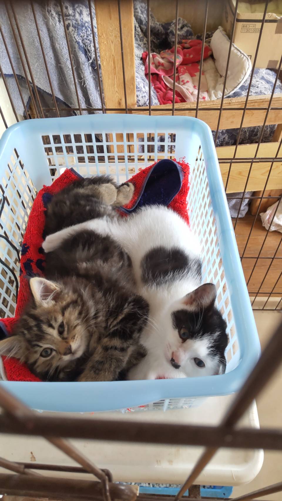 里親募集中 栃木 わんにゃん応援団 栃木県鹿沼市 里親会 譲渡会開催しています