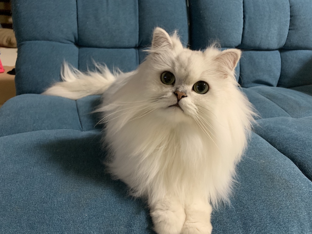 猫の絵ブルーペルシャ猫 Made in ITALY