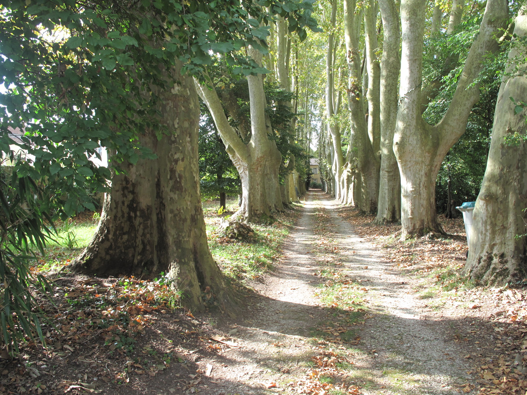 Villeneuve-sur-Lot : l'allée de la villa La Solitude