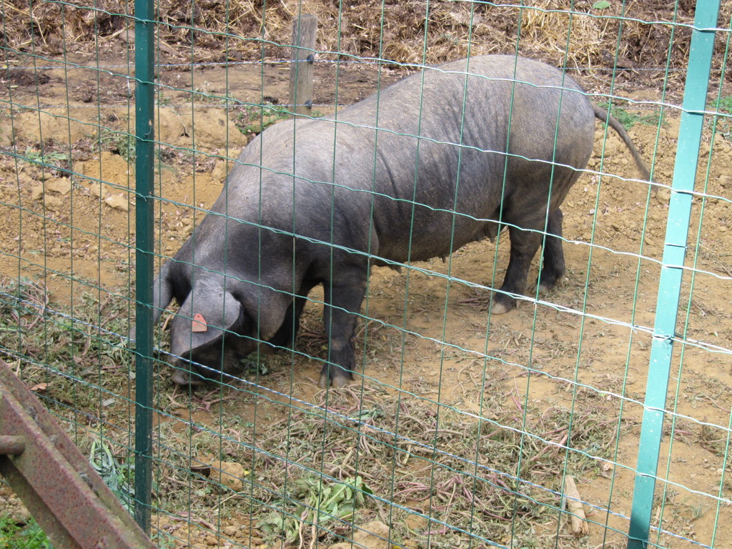 Musée de la Chalosse à Monfort : la truie gasconne