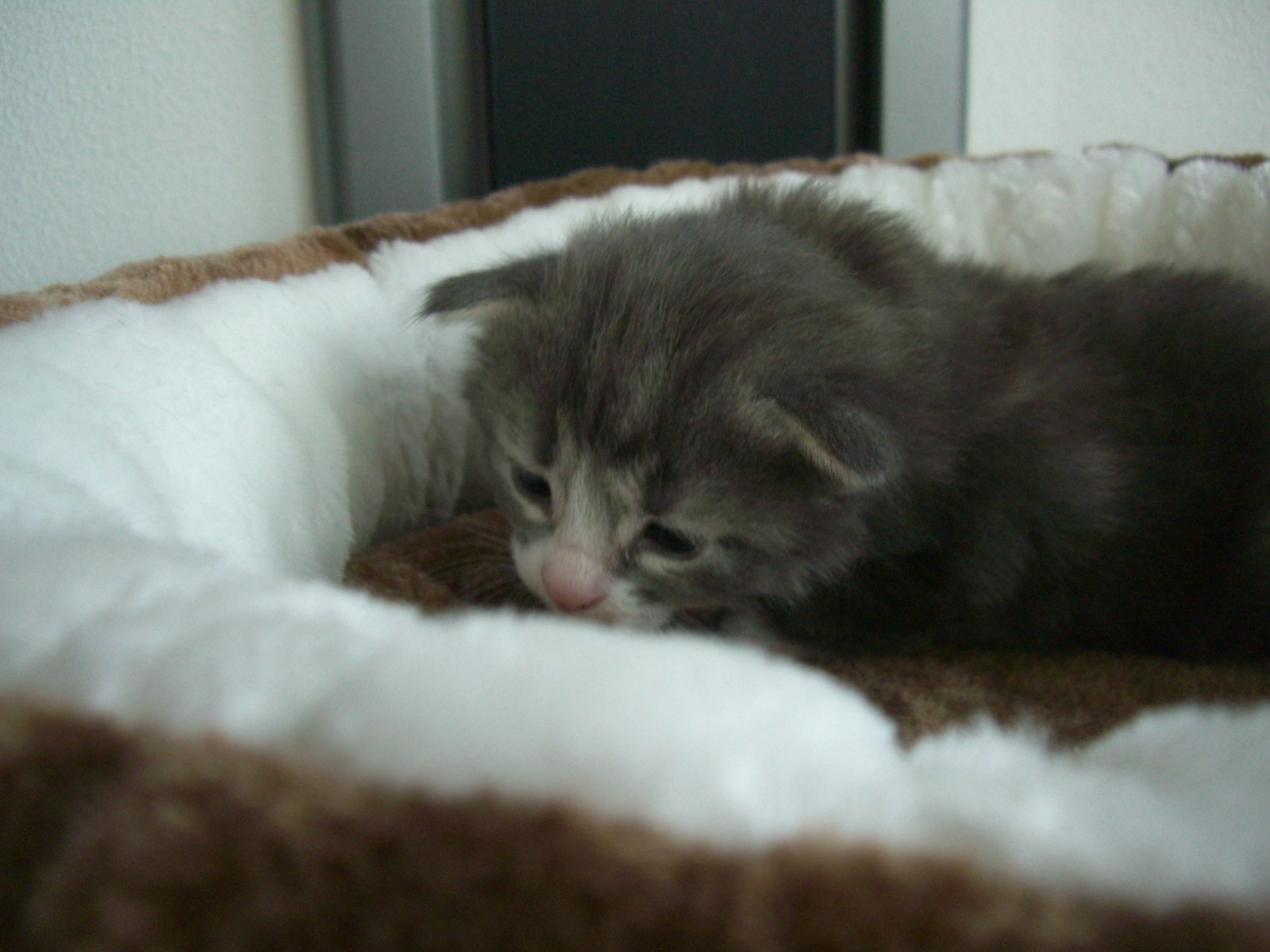 Juno 2,5 week 350 gram, wordt steeds lichter qua vacht. Hij is een rustig mannetje, bekijkt zich alles