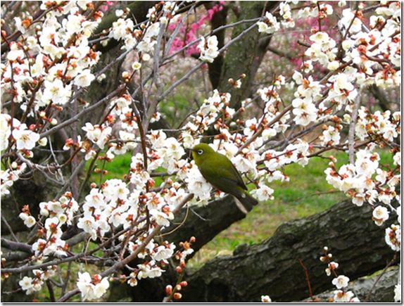青き時へ：森洋文（H元年卒）