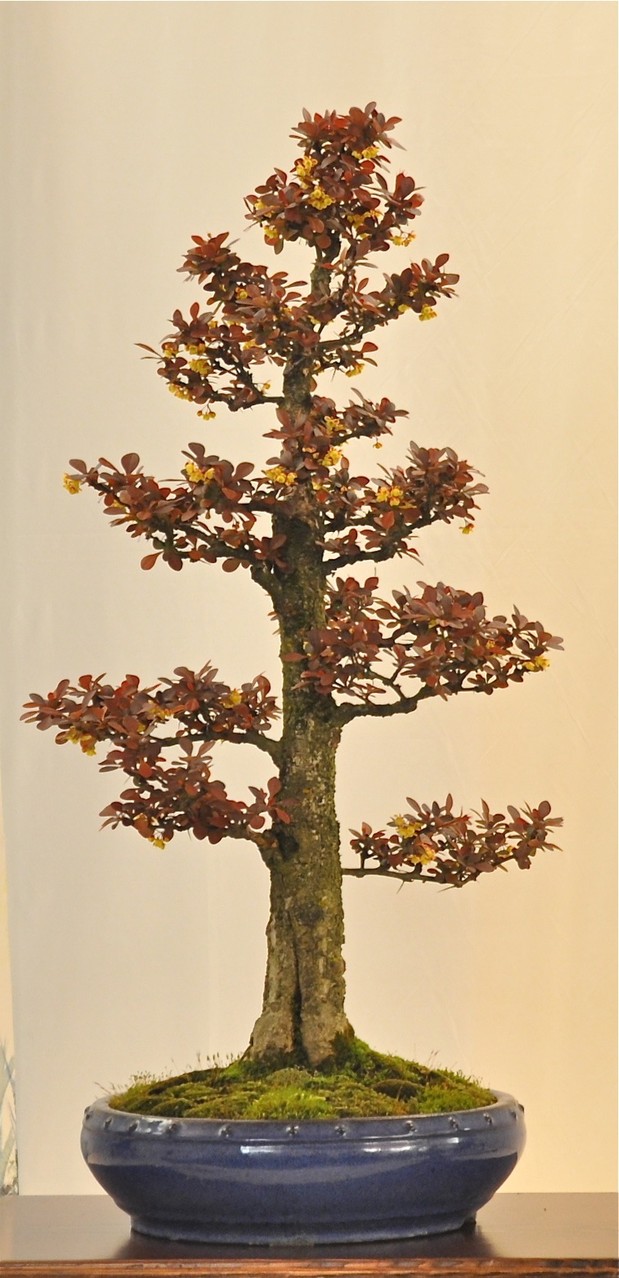 Berberis di Franco Bergamini