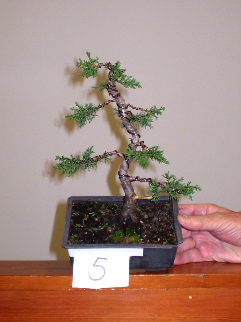 Corso bonsai per principianti 2013 amicibonsai jimdo page!