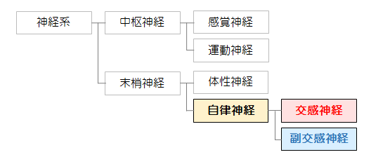 神経系からみた自律神経