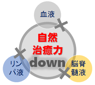 血液、リンパ液、脳脊髄液の循環無し