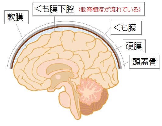 脳の構造