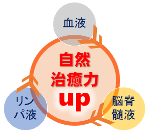 血液、リンパ液、脳脊髄液の循環有り
