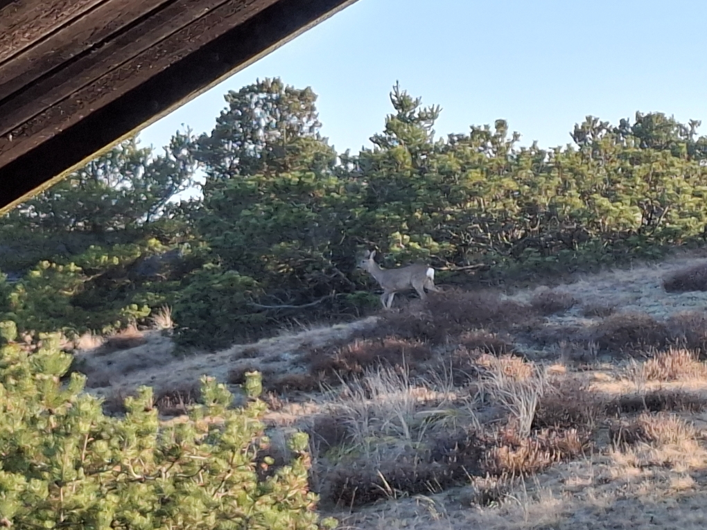Rehe gibt es...