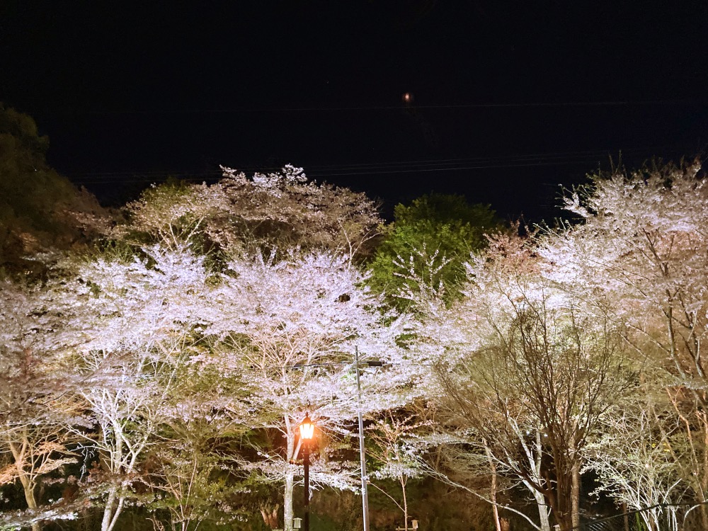 2022年4月11日「アジュガの星のコトバ」