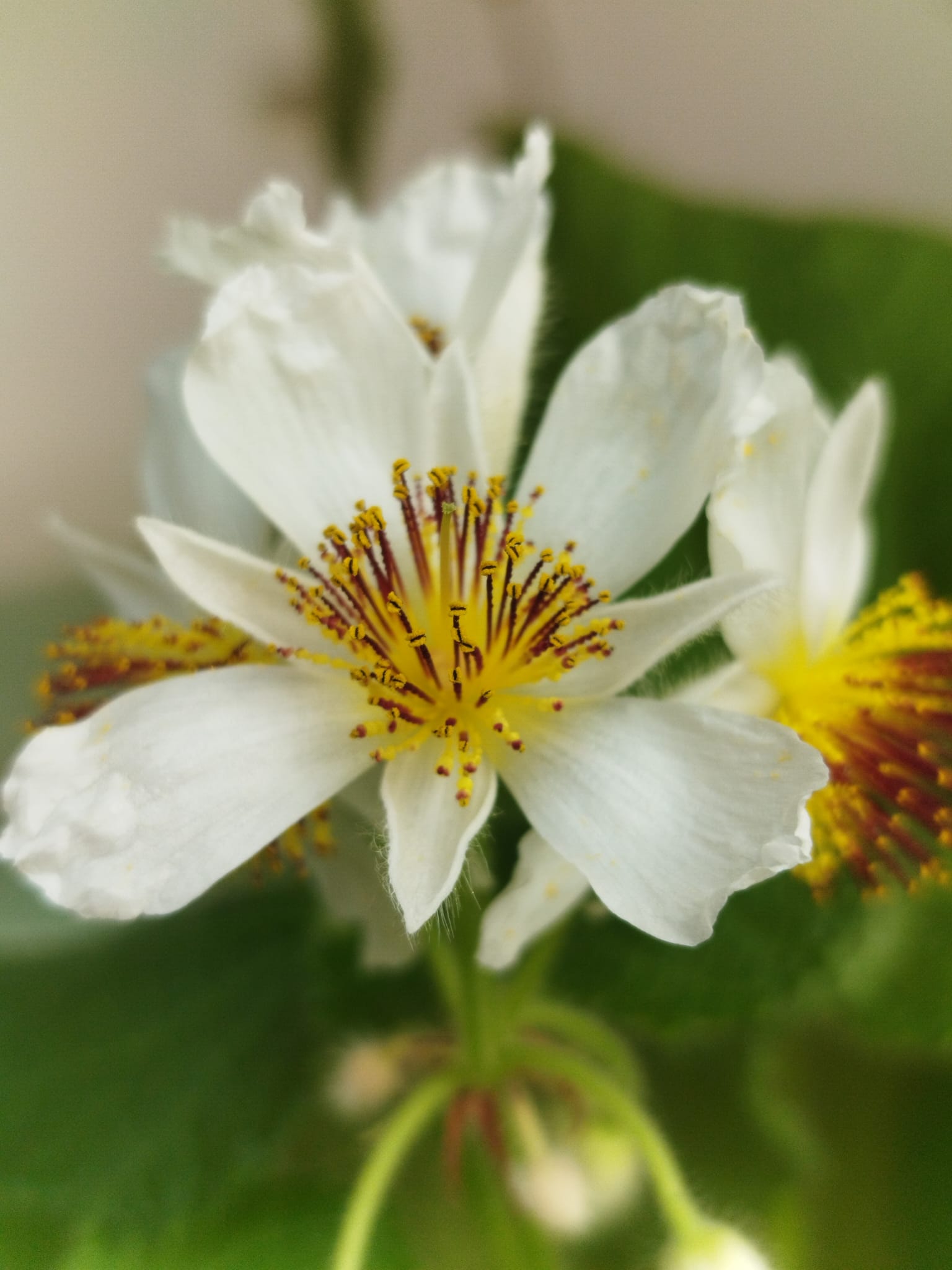 Lindenblüte