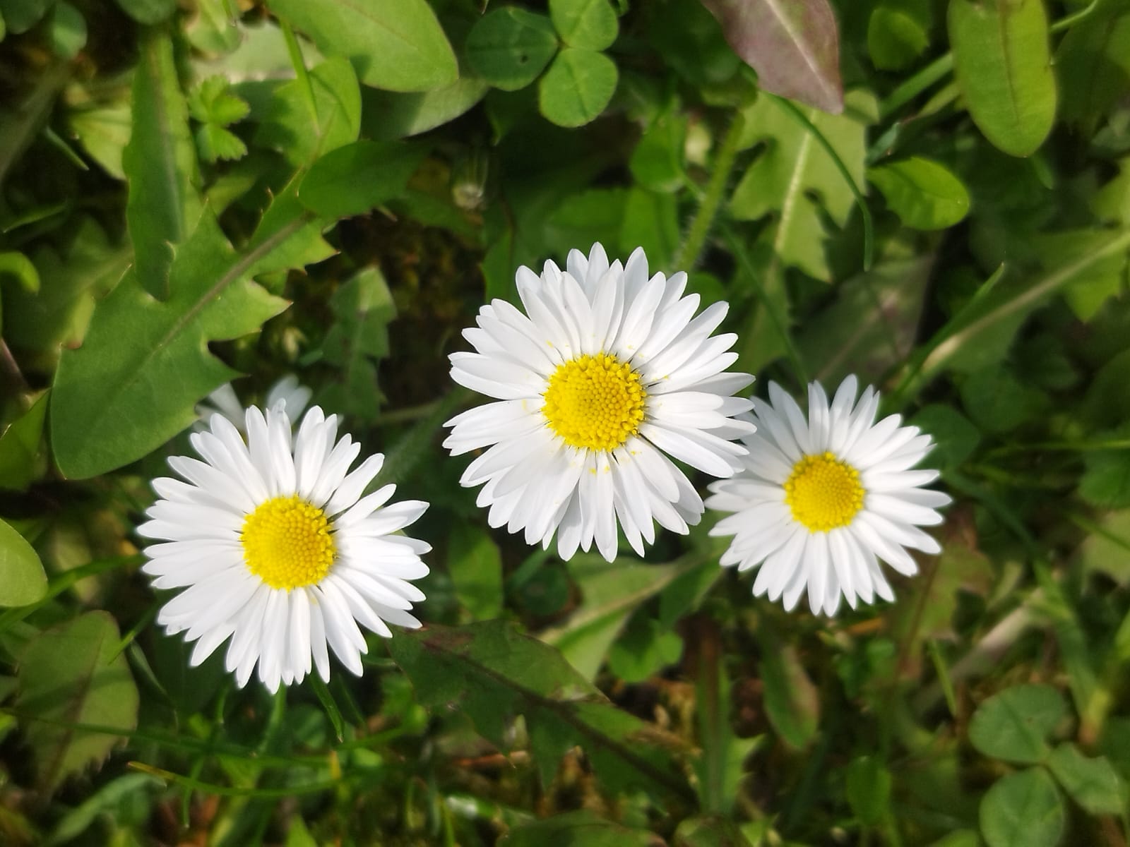 Bellis perennis