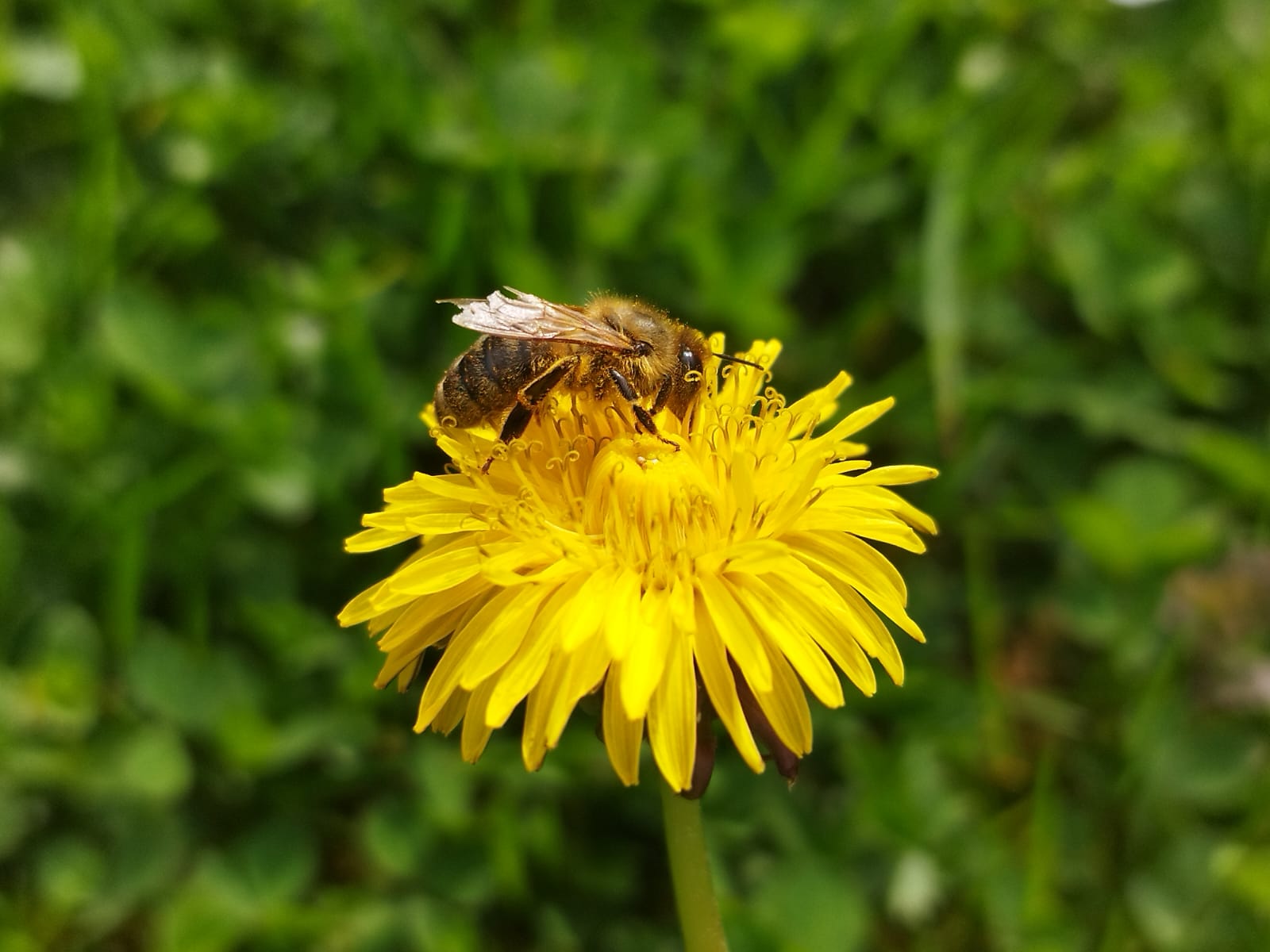 Taraxcum officinalis & Apis mellifica