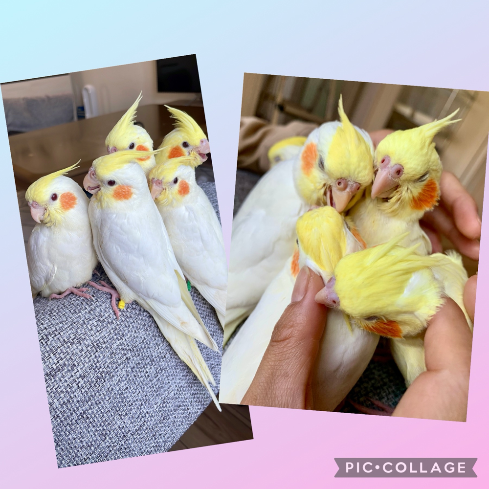 オカメインコの販売 関東 栃木県の個人ブリーダー オカメインコの販売 関東 栃木県の個人ブリーダー