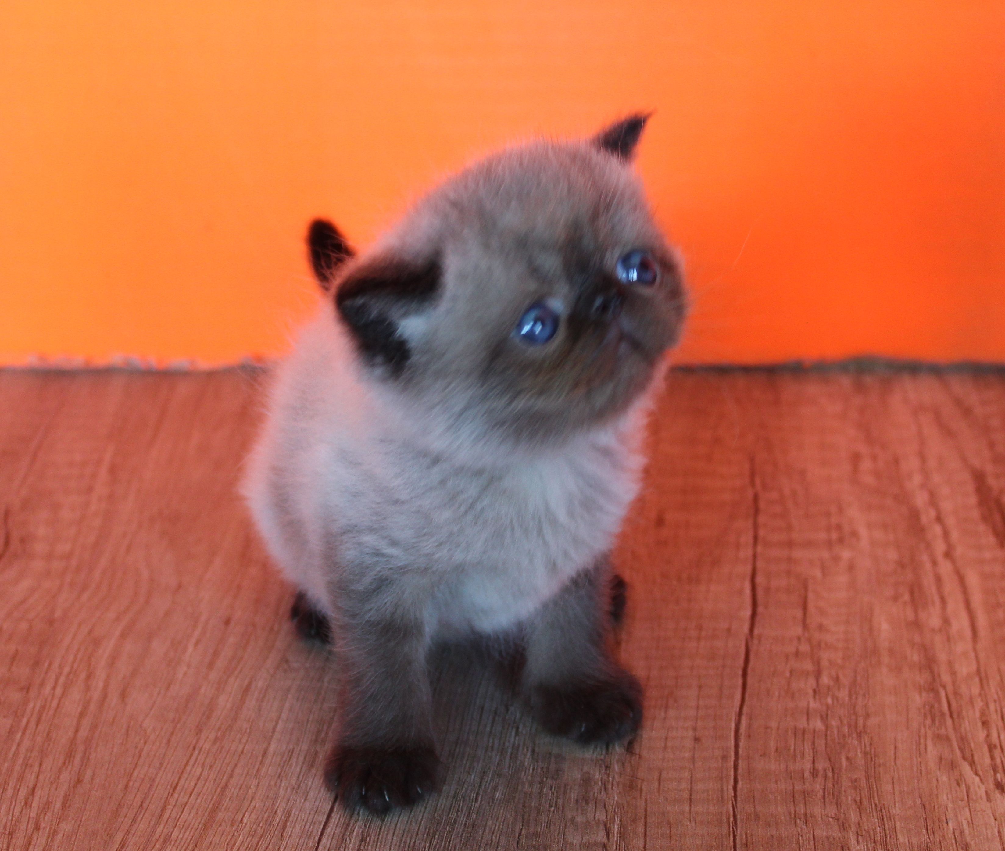 Gatos Persas Himalayos Pagina Web De Himalayosrubi
