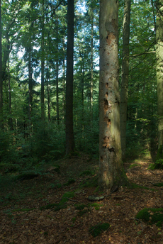 9 ha wunderbarer strukturreicher Wald - ein Besitz mit Verantwortung Foto: Summer