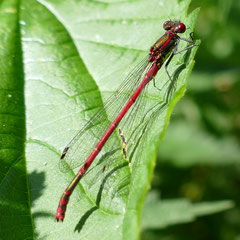 Frühe Adonislibelle, Foto: N. Ephan