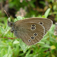 Ein Brauner Waldvogel, dessen Raupe sich von Gräsern ernährt, Foto: N. Ephan