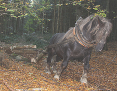 Bubi im Einsatz (Foto: G.Suttner)