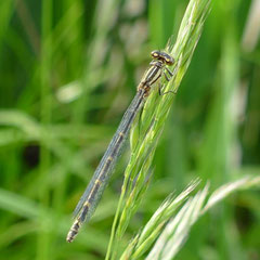 Junge weibliche Becherjungfer, Foto: N. Ephan