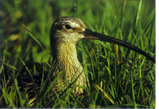 Großer Brachvogel (Foto: Werner Oertel)