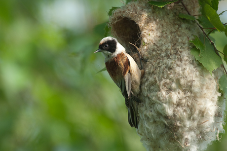 Beutelmeise (Foto: Baumgartner)