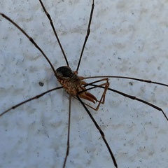 Ein männlicher Hornweberknecht, Foto: N. Ephan