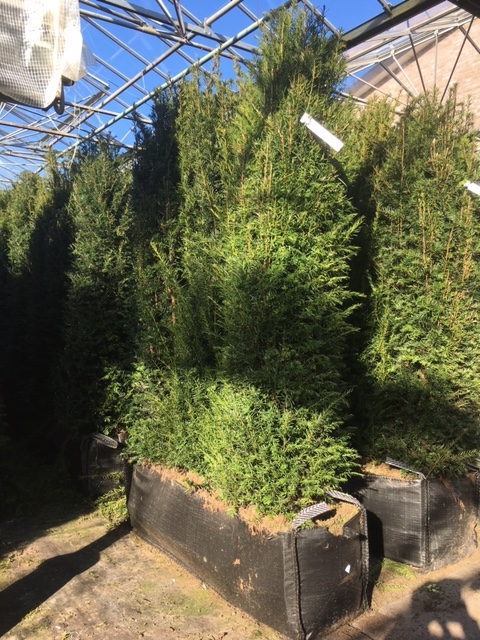 Eibe - Taxus baccata - Fertighecken-Versand Pflanzenhandel Thelen