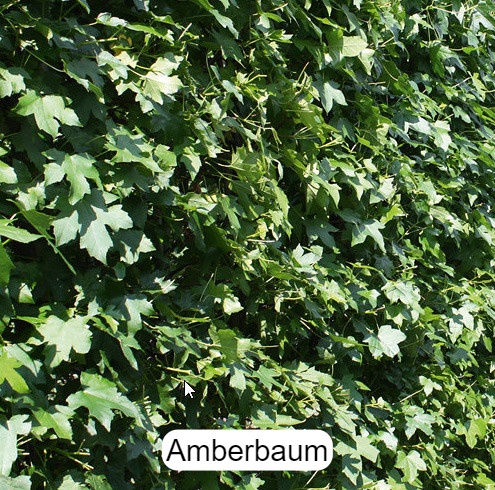 Amberbaum - Liquidambar styraciflua