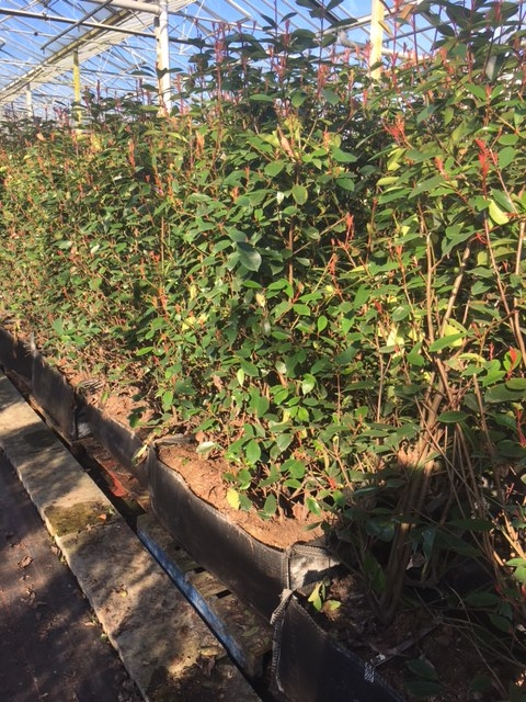 Glanzmispel - Photinia fraserii Red Robin , Hhe 160-170 cm - Fertighecken-Versand  Pflanzenhandel Thelen