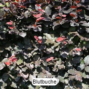 Blutbuche - Fagus sylvatica Atropunicea