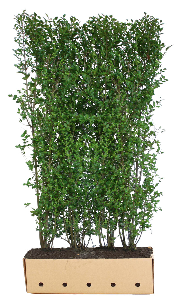 Fertighecke Liguster Ligustrum ovalifolium FertigheckenVersand