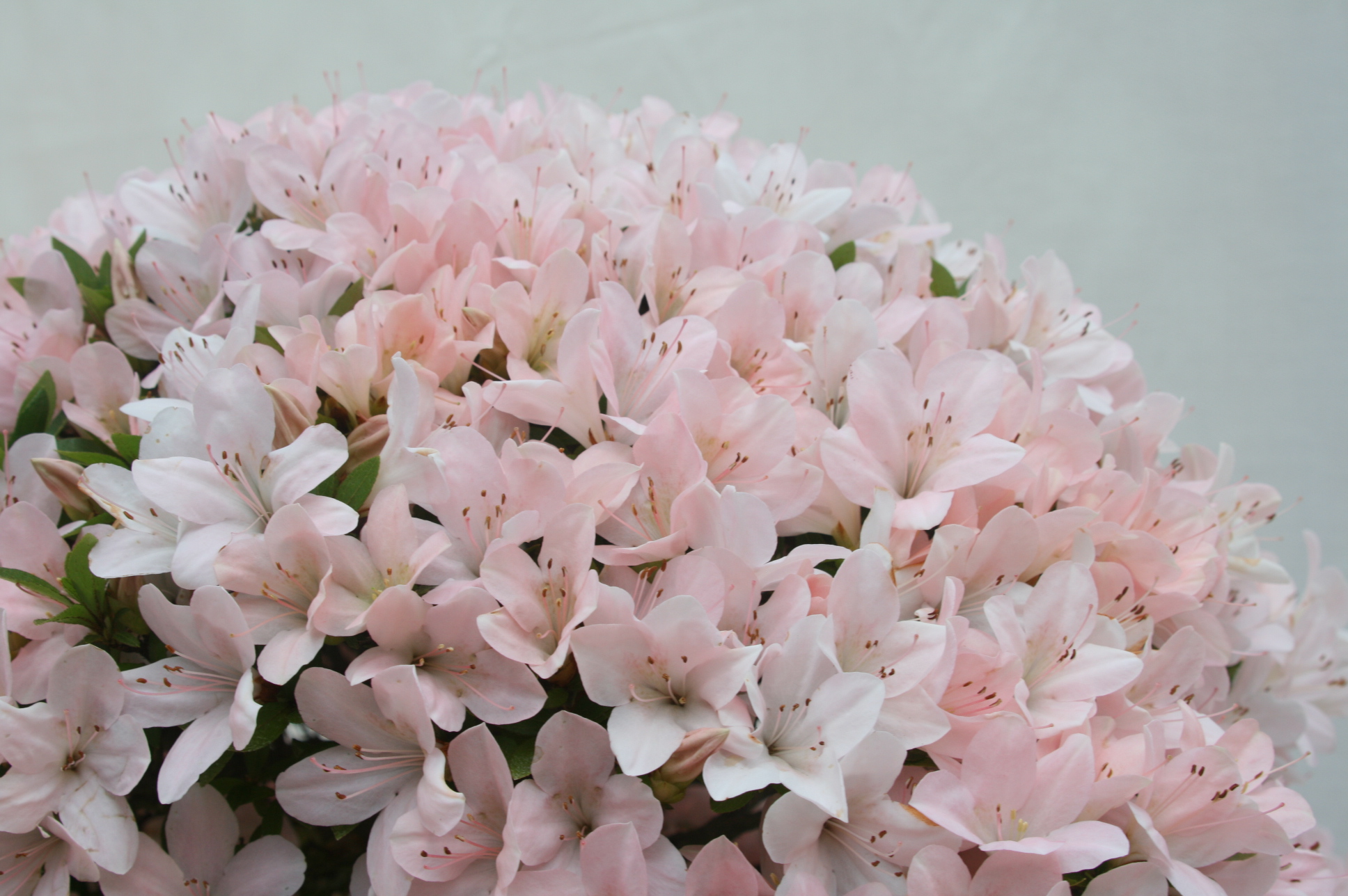 創業昭和二年 さつき盆栽 - 光華園