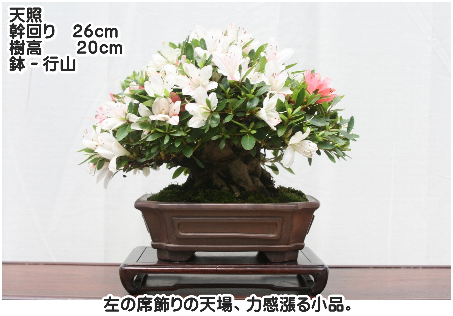 天照　幹周り26cm 樹高20cm　鉢－行山　左の席飾りの天場、力感漲る小品。