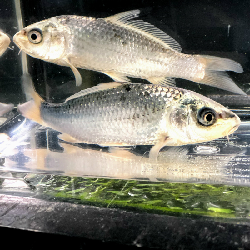 錦鯉 銀松葉 1匹 観賞魚の通信販売 川村淡水魚販売