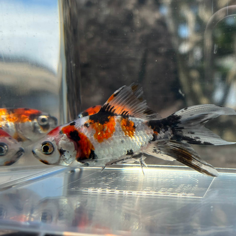 ご確認ください 観賞魚の通信販売 川村淡水魚販売 ご確認ください 観賞魚の通信販売 川村淡水魚販売