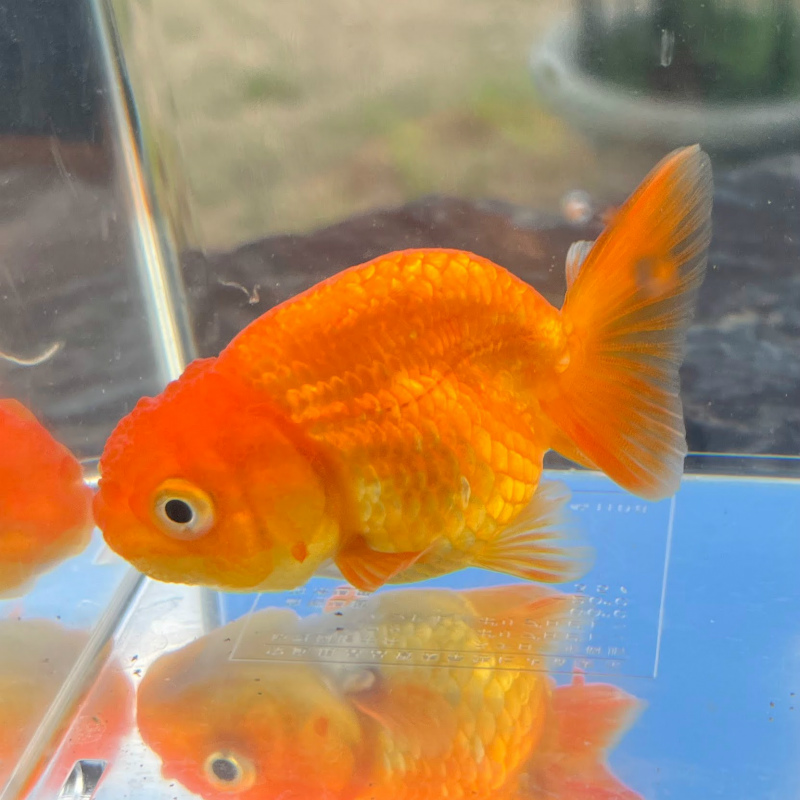 金魚 国産 らんちゅう 薩摩産 おまかせ 色系統 赤 赤白系 1匹 生体 観賞魚の通信販売 川村淡水魚販売 金魚 国産 らんちゅう 薩摩産 おまかせ 色系統 赤 赤白系 1匹 生体 観賞魚の通信販売 川村淡水魚販売