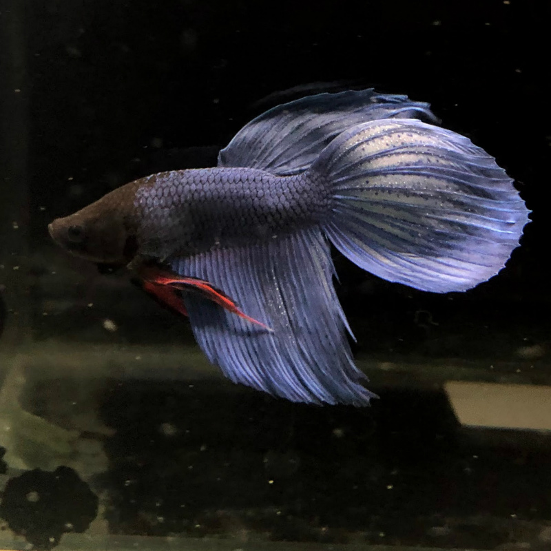 トラディショナル 観賞魚の通信販売 川村淡水魚販売