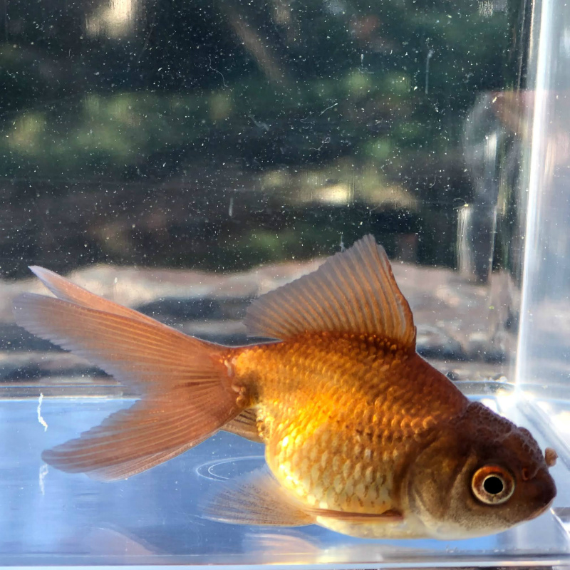 金魚 茶金 1匹 生体 観賞魚の通信販売 川村淡水魚販売 金魚 茶金 1匹 生体 観賞魚の通信販売 川村淡水魚販売